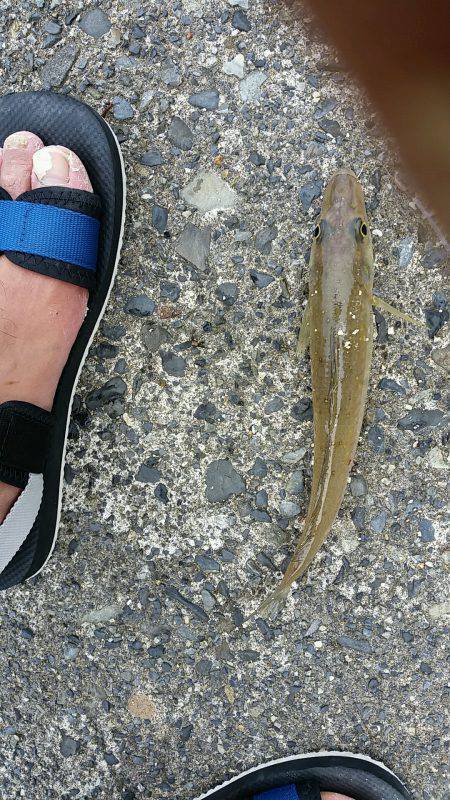 早朝からキス狙い。やや渋めも25cmゲット。