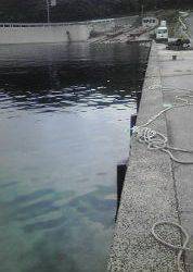 ロックフィッシュ！