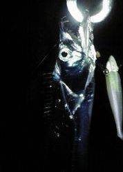 ジグサビキのちワインド！