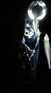 ジグサビキのちワインド！