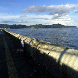 アジング祭りや～！まさかのツバス確保（驚）