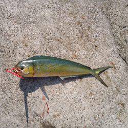 沼島のショアジギングでエソ&シイラ