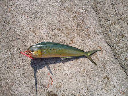 沼島のショアジギングでエソ&シイラ