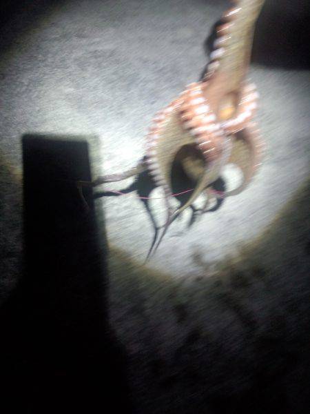 久しぶりのタコ　１匹