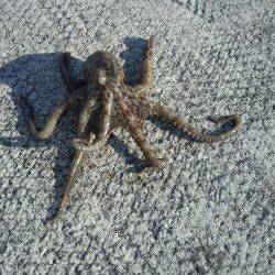 久しぶりのタコ２匹