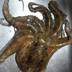 久しぶりの大タコ