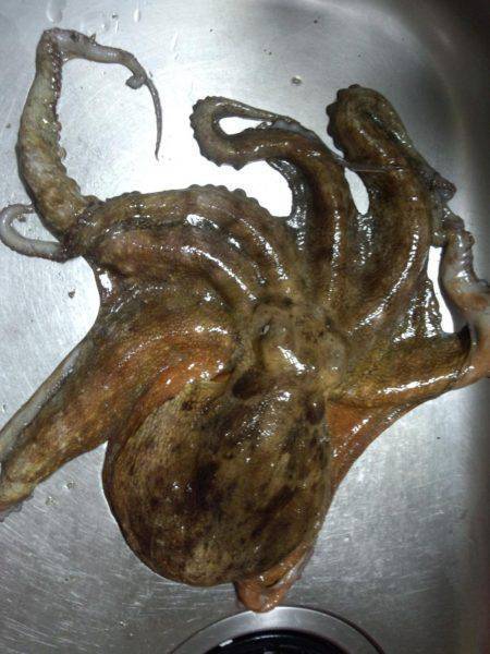 久しぶりの大タコ