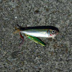 今年初タチウオ＼(^o^)／