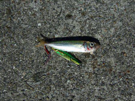 今年初タチウオ＼(^o^)／