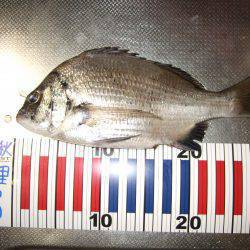 夜釣りでちぬ。