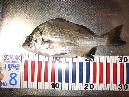 夜釣りでちぬ。