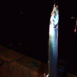 タチウオ釣り。