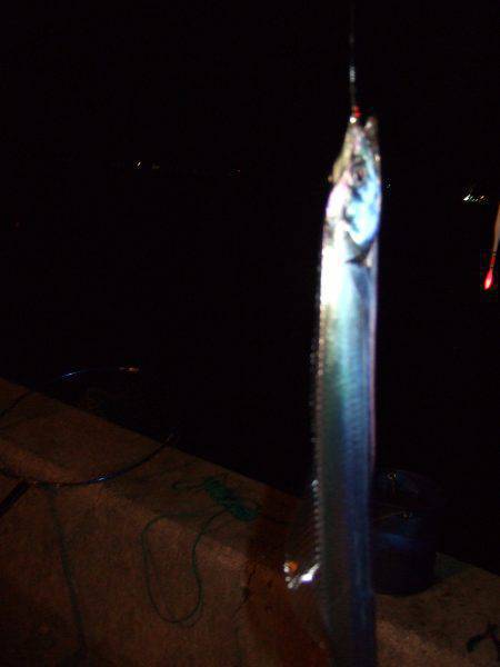 タチウオ釣り。