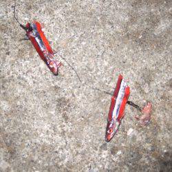 タチウオ、サイズ良くなってきてる気がします!