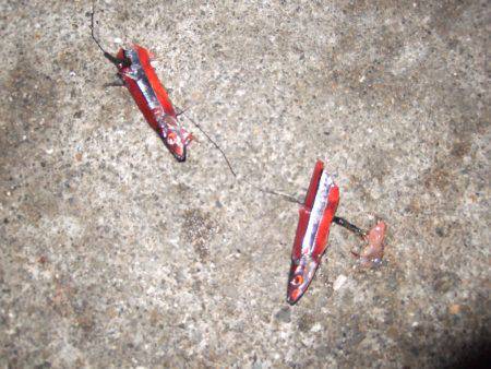 タチウオ、サイズ良くなってきてる気がします!