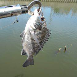 落とし込みで真チヌＧＥＴ