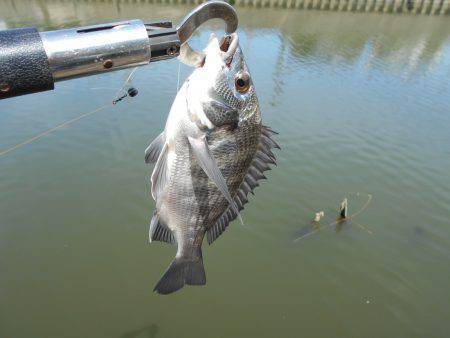 落とし込みで真チヌＧＥＴ