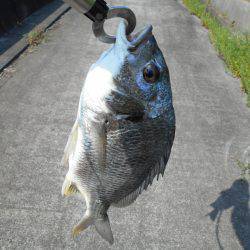 落とし込みで真チヌ３５ｃｍ他計４枚、キビレ４１ｃｍ１枚