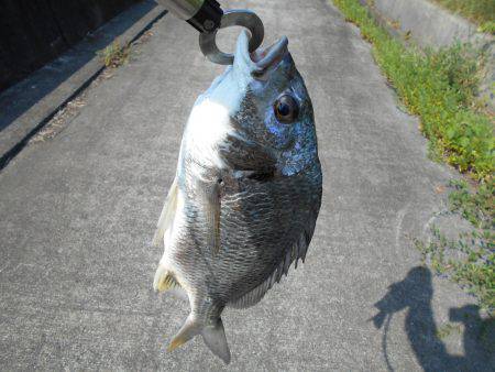 落とし込みで真チヌ３５ｃｍ他計４枚、キビレ４１ｃｍ１枚