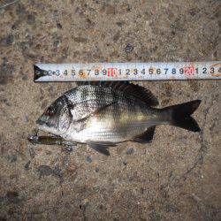 絶好調のテクトロチヌゲーム。