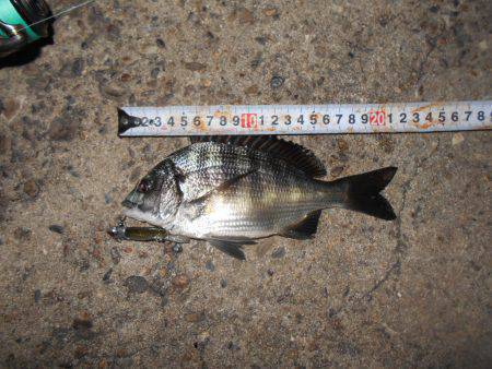 絶好調のテクトロチヌゲーム。