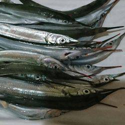 サヨリちゃんはまだエンピツサイズ～～