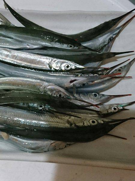 サヨリちゃんはまだエンピツサイズ～～