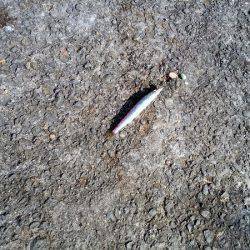 ショアジギングでエソ&サビキで豆アジ