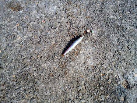 ショアジギングでエソ&サビキで豆アジ