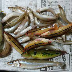 阿万海岸へキス釣査