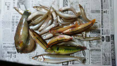 阿万海岸へキス釣査