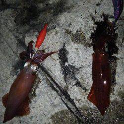 夕まづめから1時間ケンサキ乱舞!