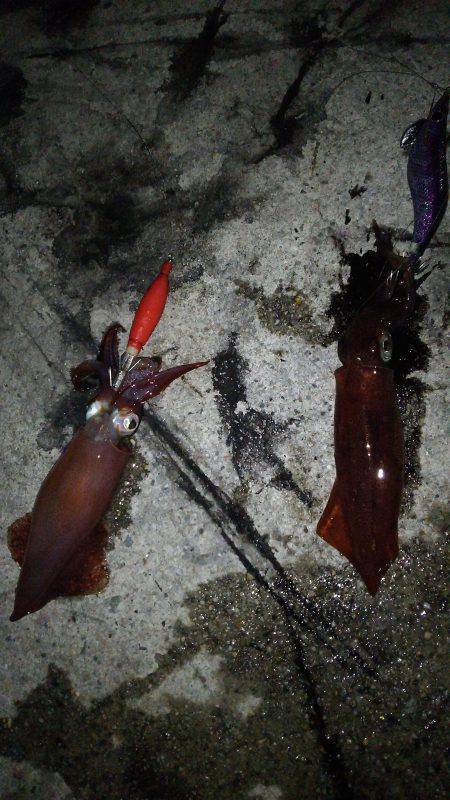 夕まづめから1時間ケンサキ乱舞!