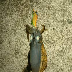 アオリイカ調査