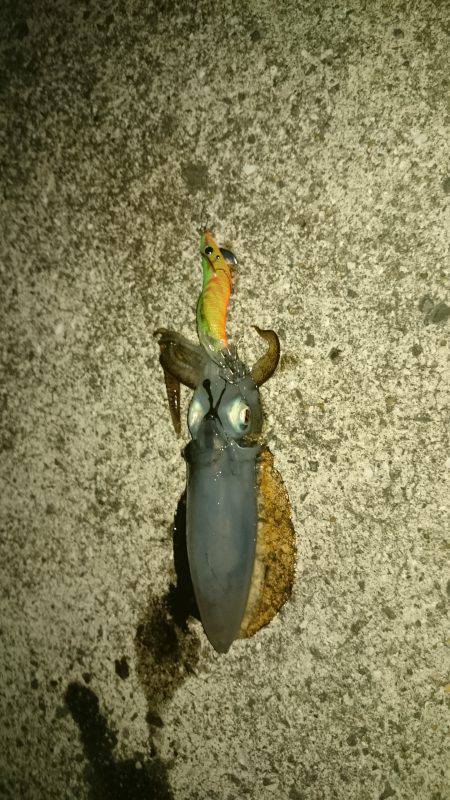 アオリイカ調査