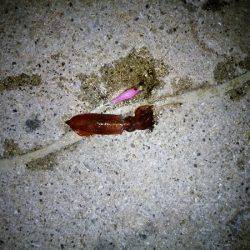 ライトエギングでケンサキイカ