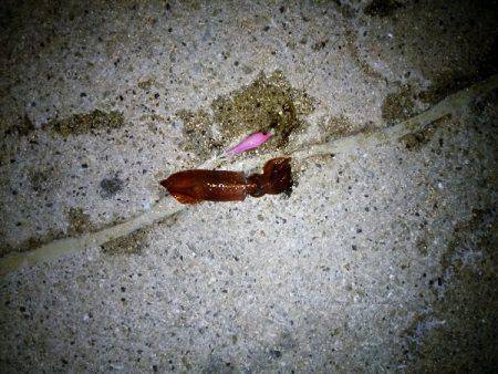 ライトエギングでケンサキイカ