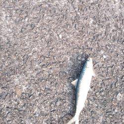 鹿児島釣行 3日目！初ネリゴ