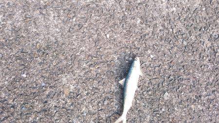 鹿児島釣行 3日目！初ネリゴ