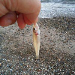 明石川河口サーフでチョイ投げのキス
