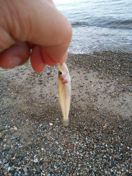 明石川河口サーフでチョイ投げのキス