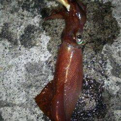 胴長２０㎝のケンサキヒット！