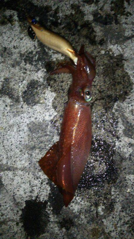 胴長２０㎝のケンサキヒット！