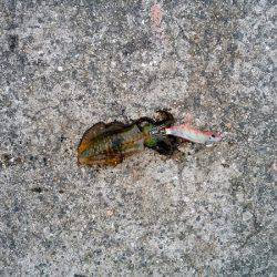 大蔵海岸のエギングで親アオリ