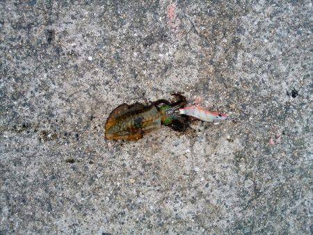 大蔵海岸のエギングで親アオリ