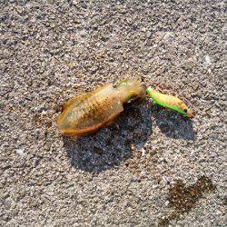 アオリイカの新子調査