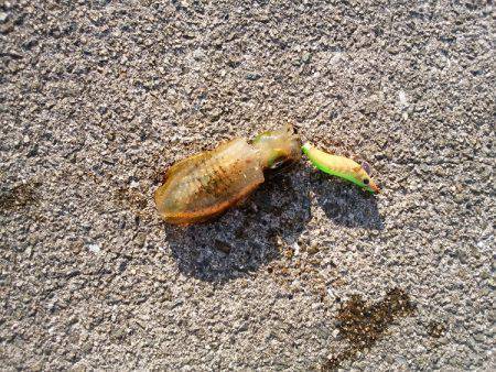 アオリイカの新子調査