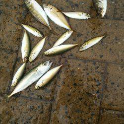 シーサイドコスモ サヨリ