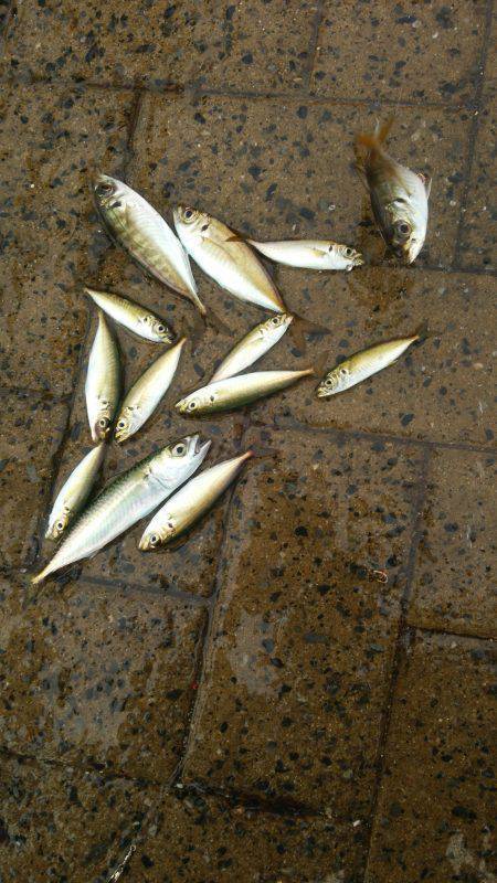 シーサイドコスモ サヨリ