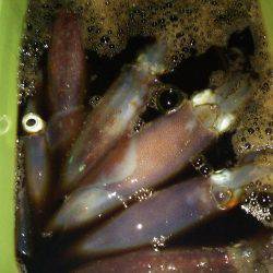 パターンを見つけて連発！